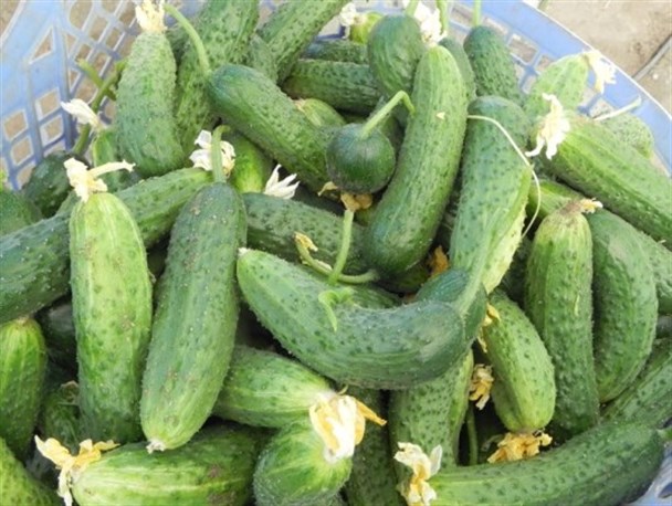 خیار سبزهای موجود در بازار سالم هستند