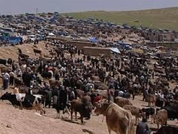 تعطیلی میادین دواب میاندوآب به علت شیوع تب برفکی