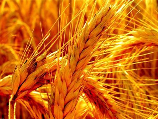 8 تن گندم دامی در قائمشهر معدوم شد