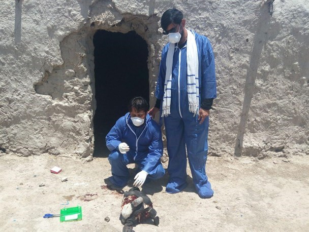 واکسیناسیون رایگان دام و طیور در شهرستان هیرمند