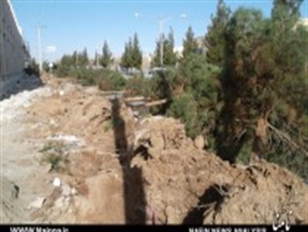 شهرداری شهرستان در هفته درختکاری شروع به کندن درختان کرد