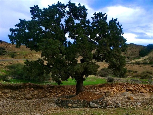 عشق زیبای معلم گچسارانی به طبیعت +تصاویر