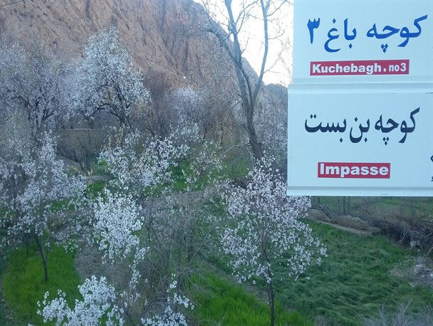 گزارش تصویری/ به شکوفه نشستن درختان در روستای خرو طبس