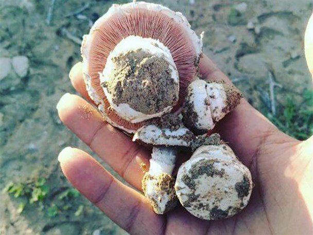 رویش قارچ خوراکی به صورت خودرو در طبیعت عشق آباد +تصاویر