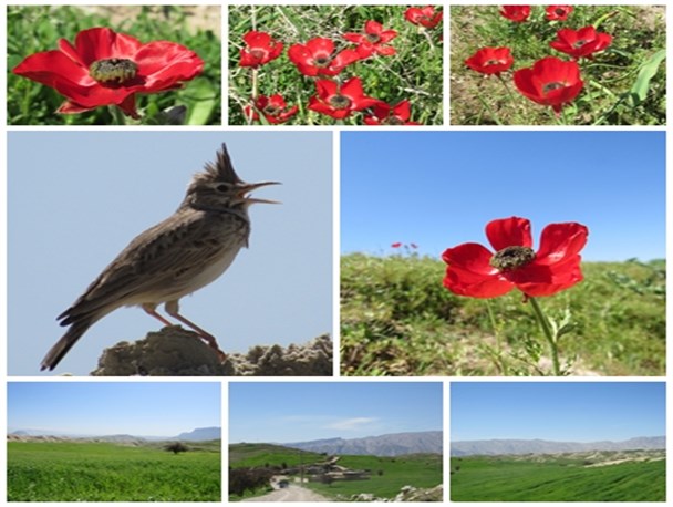 رقص شقایق های روستای دوک برای مسافران نوروزی+تصاویر