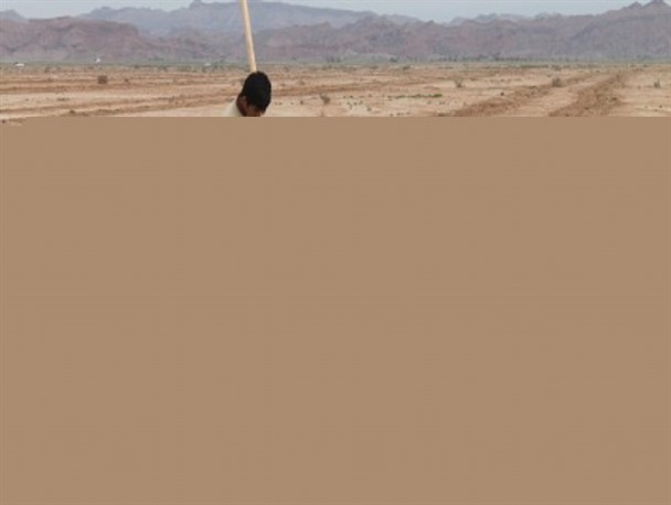 بیش از 400اصله نهال غرس شد