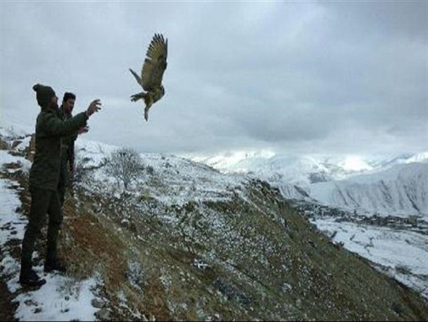 جغد شاخدار در الموت به طبیعت بازگشت