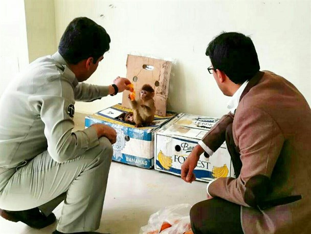 کشف و ضبط ۸ قلاده بچه میمون در بازارچه مرزی کیله سردشت