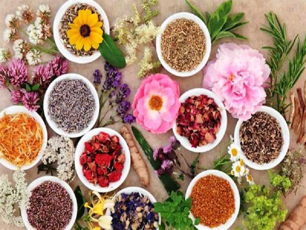 افزایش ۱۰ برابری درآمد با کشت گیاهان دارویی/ ارائه تسهیلات به متقاضیان کشت گیاهان دارویی