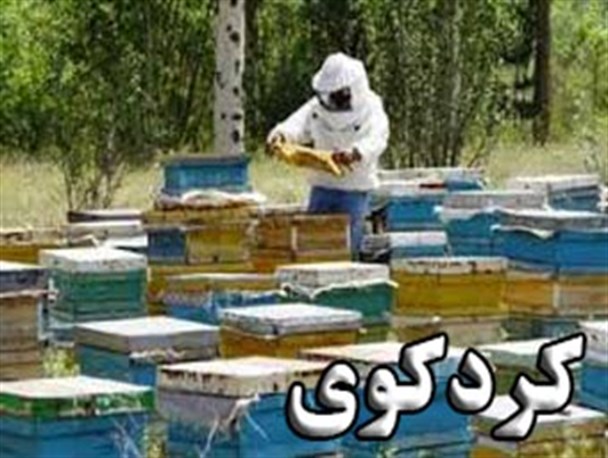 سریال زنجیره ای سرقت های کندوهای زنبور عسل در شهرستان کردکوی / فرماندار پاسخگو باشد!