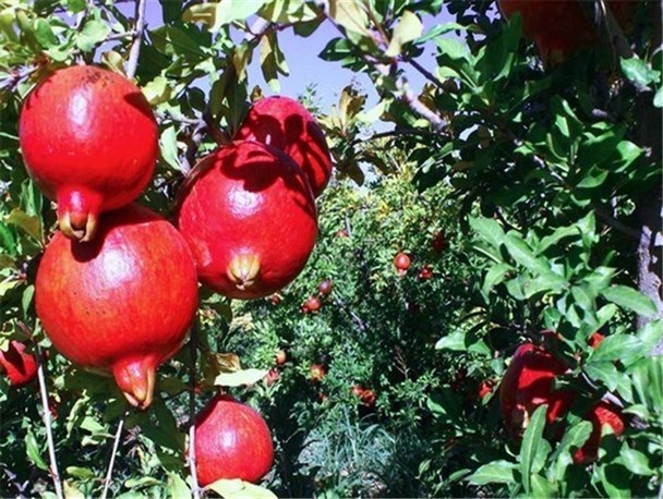 تولید انار در سیروان افزایش می یابد