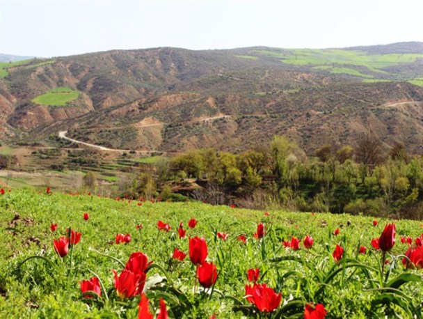 بهار طبیعت در گوشه و کنار گلوگاه+تصاویر