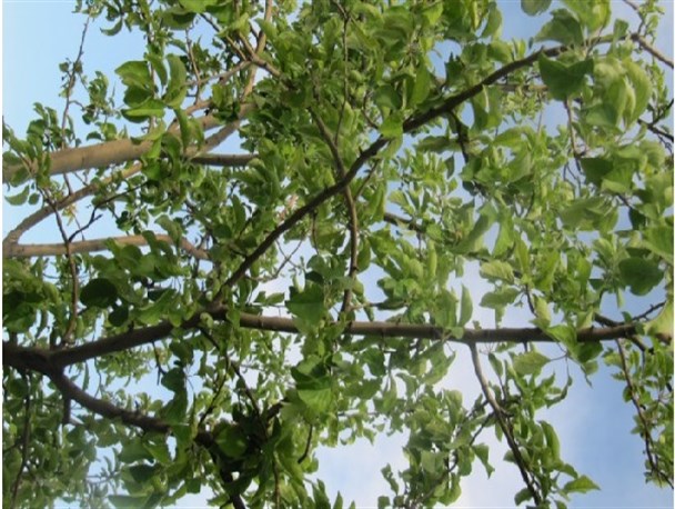 خسارت ۶۱ میلیاردی سرمازدگی به باغات تیران و کرون/ تصاویر