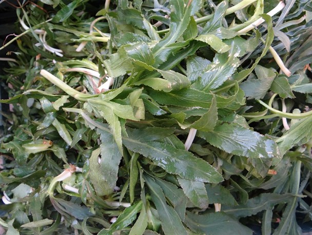 گیاهان دارویی - خوراکی لرستان را بشناسیم