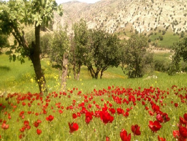 عکس های بهاری از طبیعت زیبای آبدانان