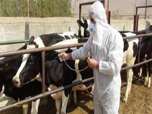 انجام بیش از 5800 مورد مراقبت از بیماری های دامی در خراسان جنوبی