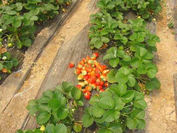 کشت توت فرنگی در سطح 4000 مترمربع سیستم گلخانه ای در لالی+عکس