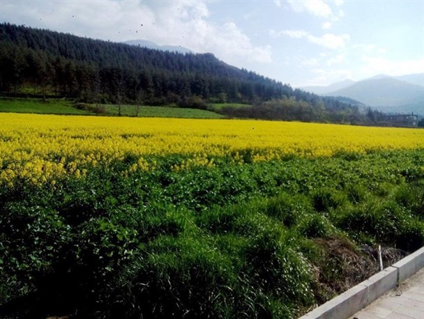 تصاویر/ مزارع چشم نواز کلزا در حاشیه جاده سلامت علی آباد کتول