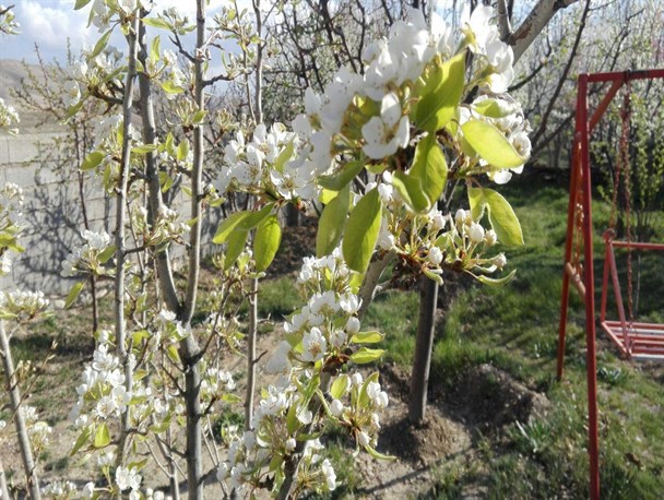 شکوفه‌های بهاری در روستای سرخه دشت فیروزکوه