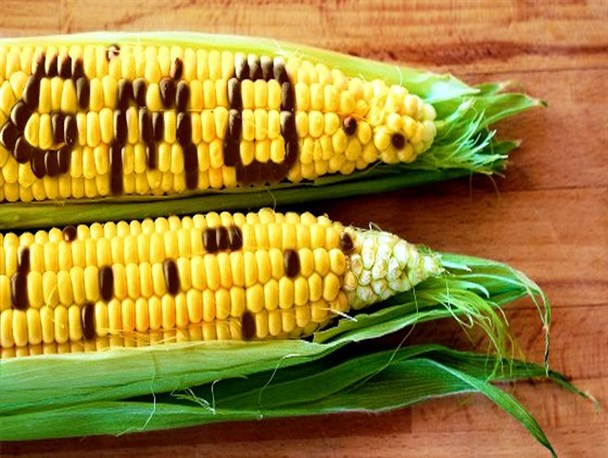 مطالبه فعالان کشاورزی برای توقف تولید و واردات محصولات ترایخته/ ریشه منفعت‌طلبی کمپانی‌های استعمارگر باید قطع شود