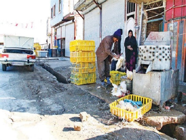 هرگونه عرضه و کشتار طیور زنده خارج از شبکه دامپزشکی استان کرمانشاه تخلف است