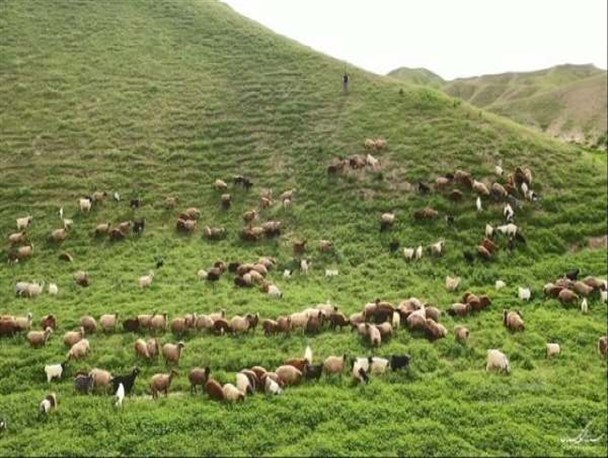 تعداد دام‌های استان زنجان دو برابر ظرفیت مراتع است/ آمار شاخ شماری دام در استان زنجان مربوط به چند دهه گذشته است