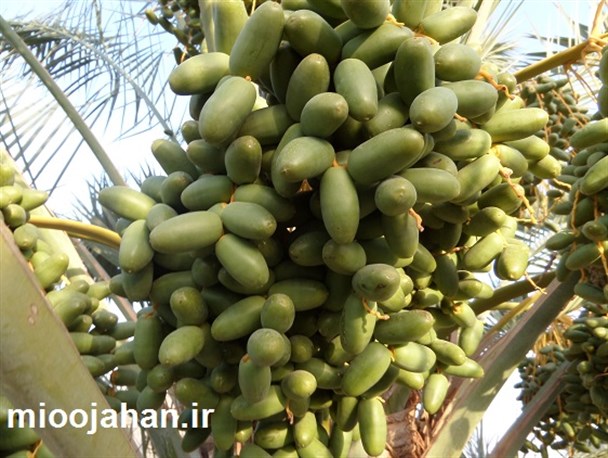 اولین نخل های که در منوجان رطب می دهند+تصاویر
