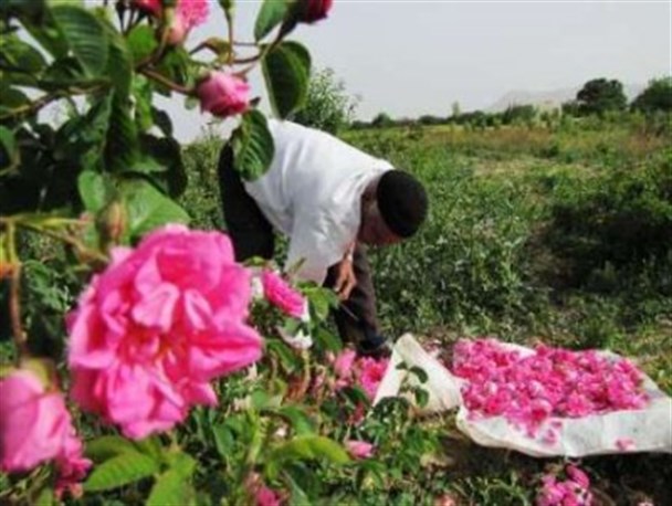 جشنواره گل وگلاب در میمند فیروزآباد برگزار شد