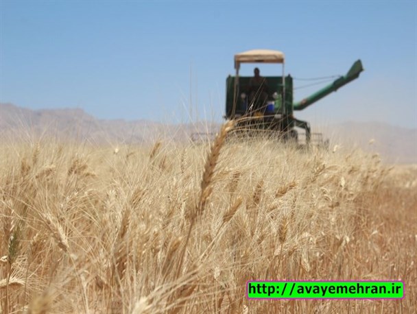 تصاویر برداشت خوشه های طلایی گندم از مزارع مهران
