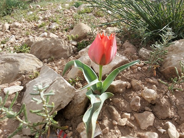 تصاویر زیبا از رویش گلهای لاله در کوهستان‌های شیروان
