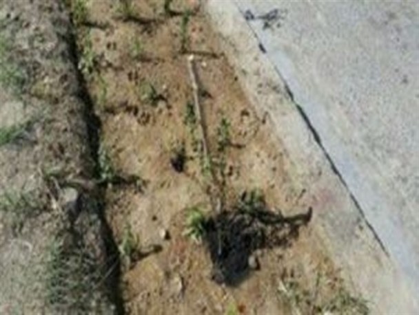 دستگیری عوامل اسید پاشی در زابل/ کارکنان فضای سبز شهرداری متهمان اصلی پرونده