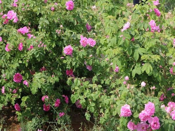 برداشت گل محمدی از سطح ۵۸ هکتار از مزارع شهرستان کاشمر / پیش بینی برداشت ۱۰۰ تن گل محمدی از مزارع کاشمر