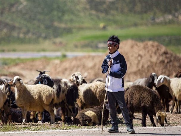 چرخ پربار اقتصاد عشایر، امیدوار به حمایت مسئولین/ آبرسانی به جامعه عشایری نیازمند منابع دولتی است