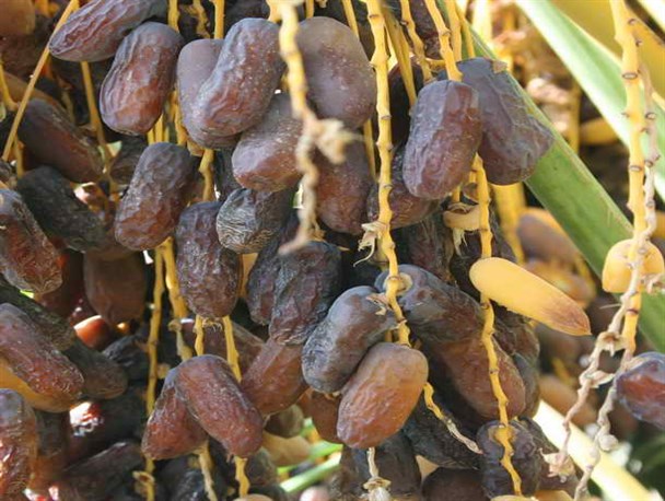 اشتغال جوانان طرود به معادن پتاس گره خورده است / قالی بافان خانم روزانه فقط 10هزار تومان می گیرند