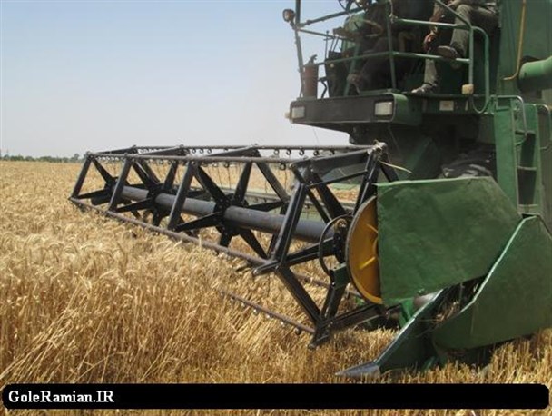 برداشت خوشه های طلایی از مزارع رامیان/ تصاویر