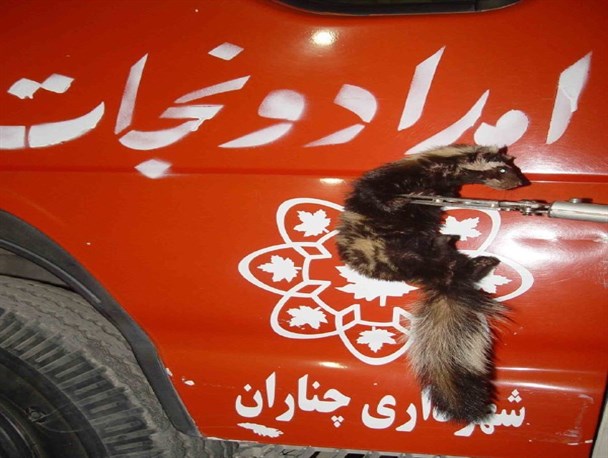 نجات بچه راسوی گرفتار در رینگ چرخ خودرویی در چناران+عکس