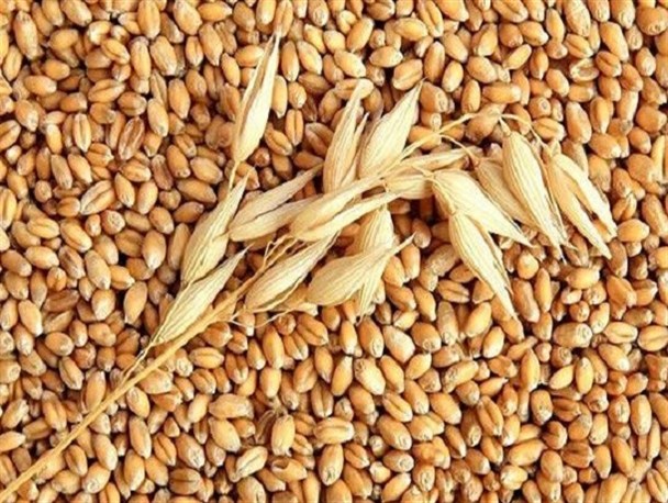 تخلف بزرگ ۸ میلیاردی در کردکوی / فروش گندم های وارداتی خوراک دام بجای گندم تولید داخلی