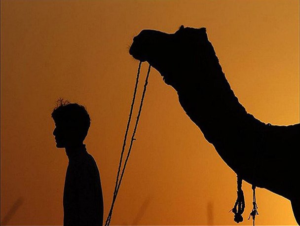 تصادف شتر با خودرو پراید جان راننده گمیشانی را گرفت