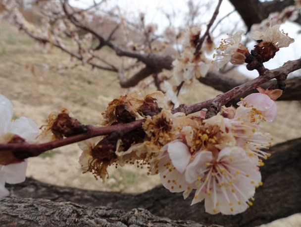 خسارت هزارو750میلیاردریالی حوادث طبیعی وخشکسالی به کشاورزان قاینی