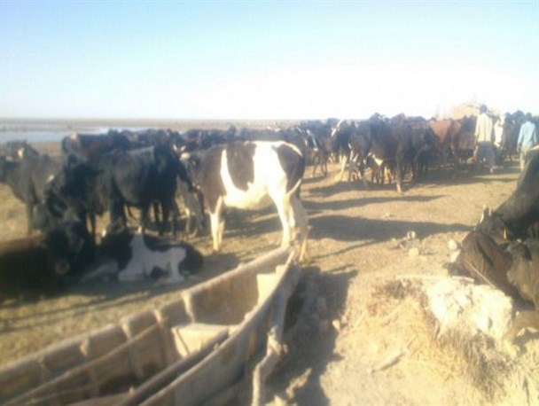 مرگ ۲۹ راس دام در سیستان و بلوچستان/ جنون گاوی یا آنتروتوکسمی؟+ تصاویر