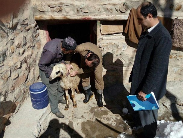 اجرای رایگان واکسیناسیون تب برفکی در شهرستان سروآباد