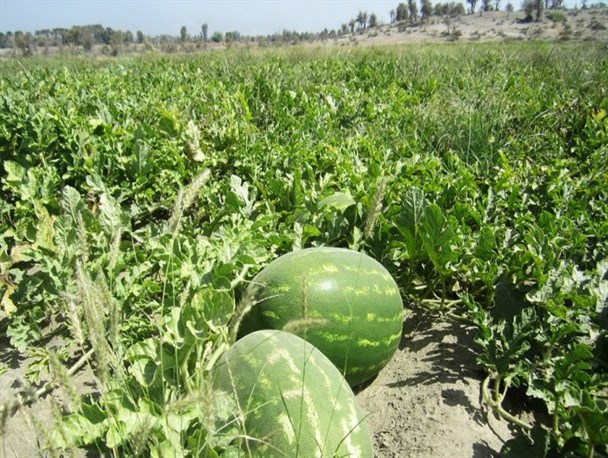 صادرات ۳۰۰۰ تن محصولات کشاورزی به عمان