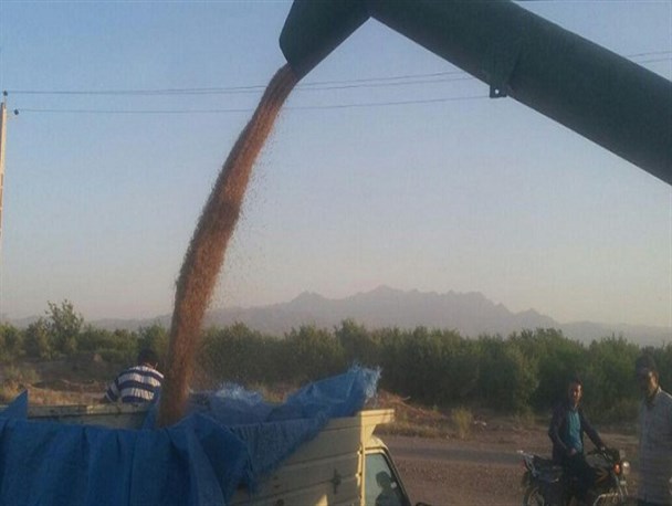 آغاز برداشت گندم از مزارع بادرود+  تصاویر