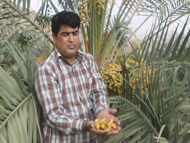 ضعف زیرساخت های صنعتی،معضلی برای نخلداران/ خرمای هرمزگان در استان های همجوار بسته بندی می شود