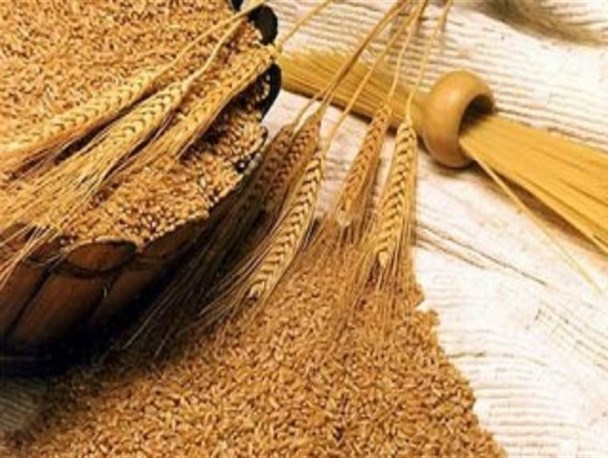 خرید تضمینی 12000 تن گندم در مازندران/پرداخت 9 میلیارد ریال از مطالبات
