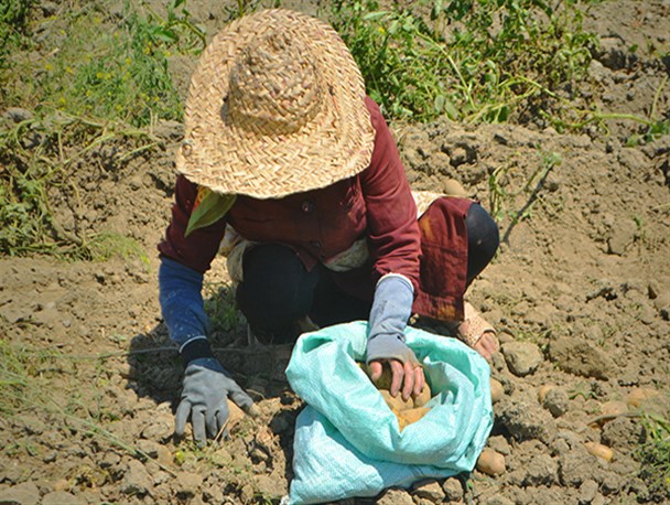 تصاویر/ برداشت سیب زمینی از مزارع مازندران