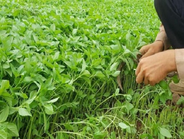 تهدید فاضلاب برای سبزی ها/ مواد غذایی سالم بخرید