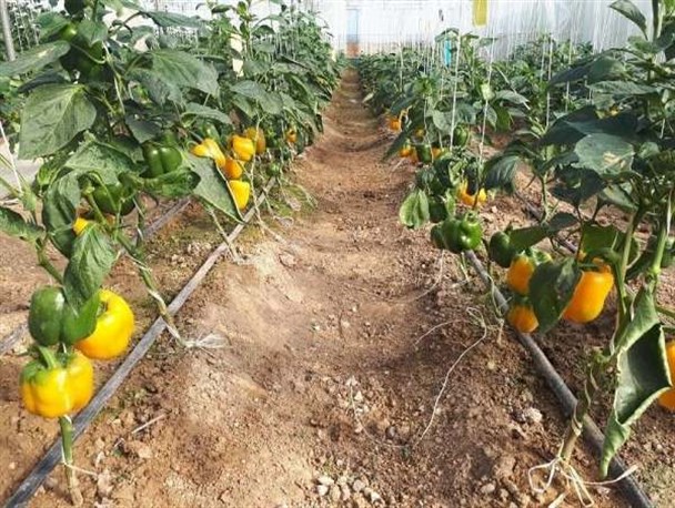 روسیه بازار هدف صادرات فلفل دلمه‌ای استان زنجان است/ سالانه ۴۵۰۰ تن محصول از گلخانه‌های استان زنجان برداشت می‌شود