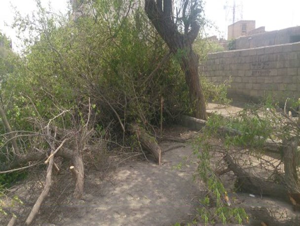 قطع بی رویه درختان در سطح شهرستان کهنوج