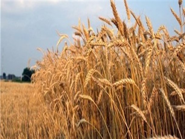 خودکفایی در کالاهای استراتژیک کشاورزی 15 میلیارد دلار عاید کشور می کند
